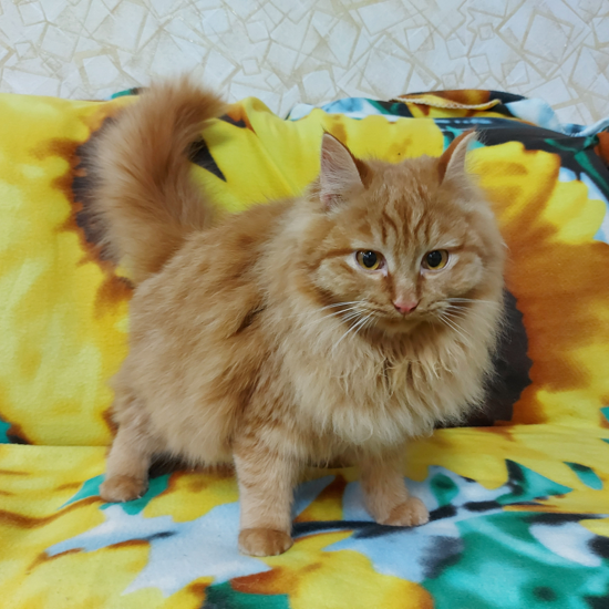 пушистый Рыжик