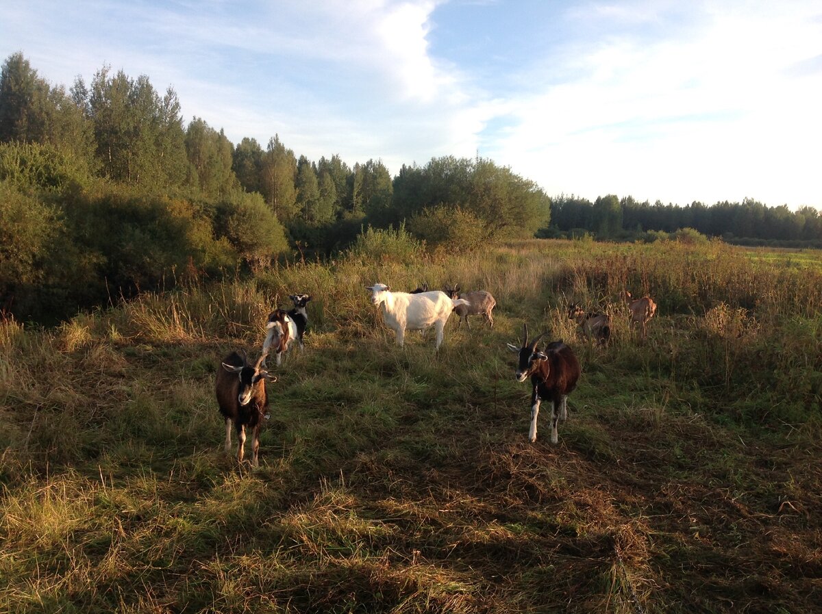 Козы осенью