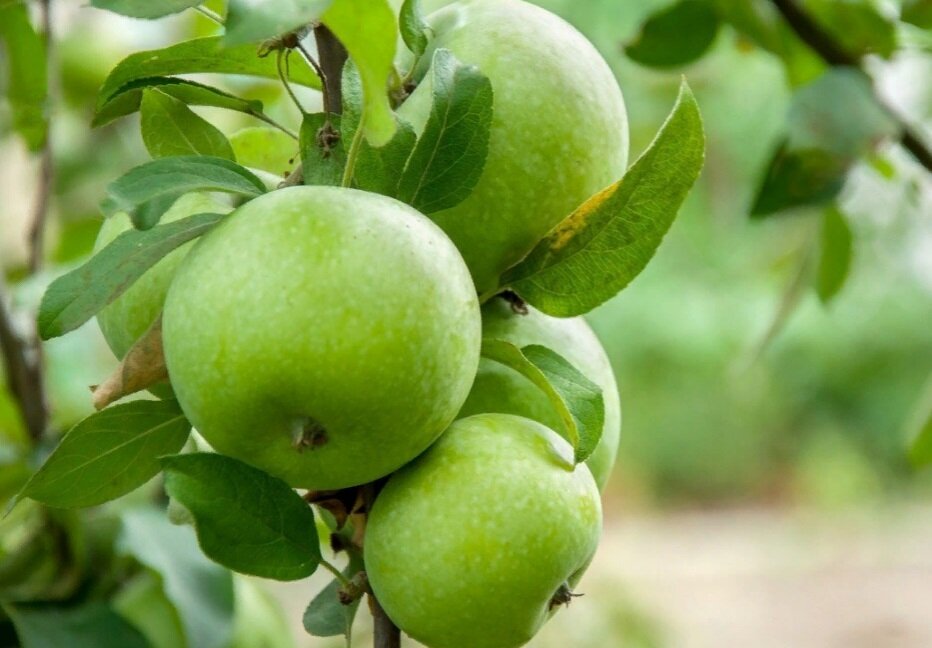 Лучшее средство для обработки Яблони весной. Забудьте про зимующихвредителей и наслаждайтесь вкусными и здоровыми Плодами