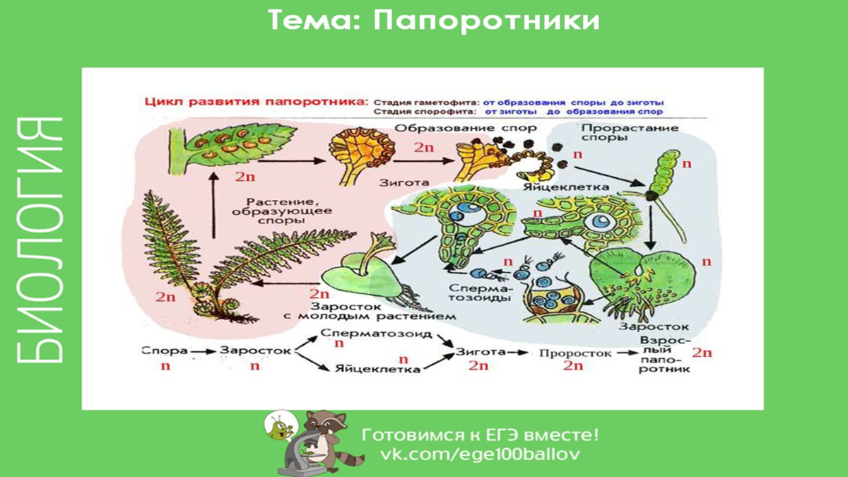 Оплодотворение папоротника