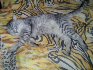 Вот он, моя любовь серого цвета по имени Бася.