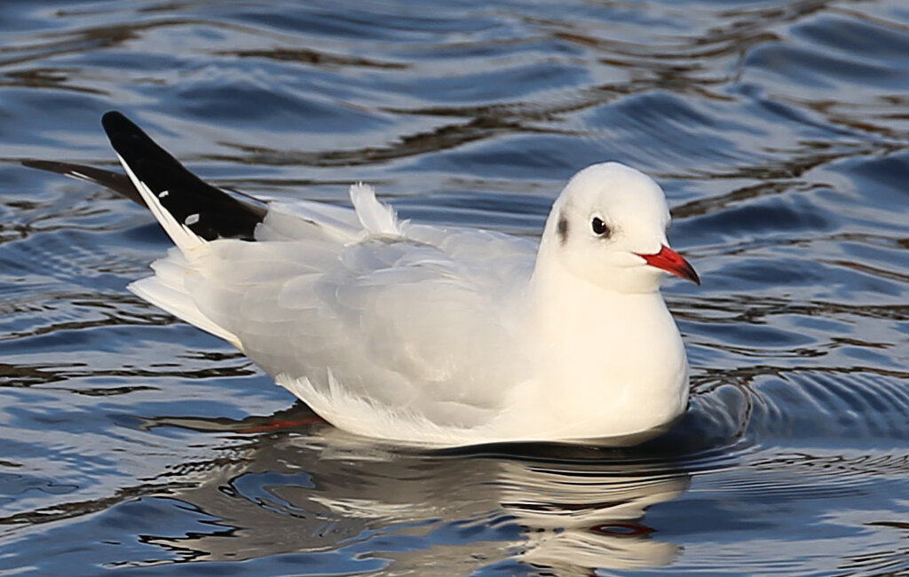 Озерная или речная чайка, или обыкновенная, или мартышка (устар.) — Larus ridibundus