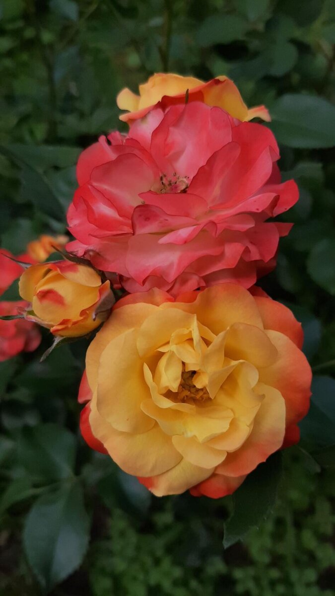 Румба. Флорибунда.