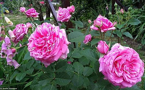 Моей любовью всегда были розы. 