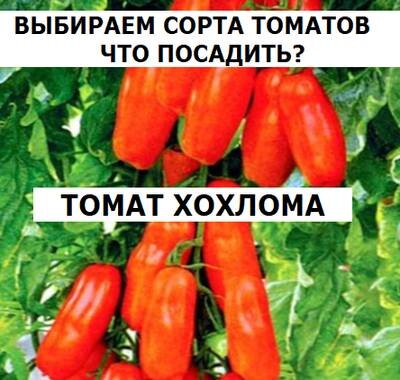 сорт томатов хохлома