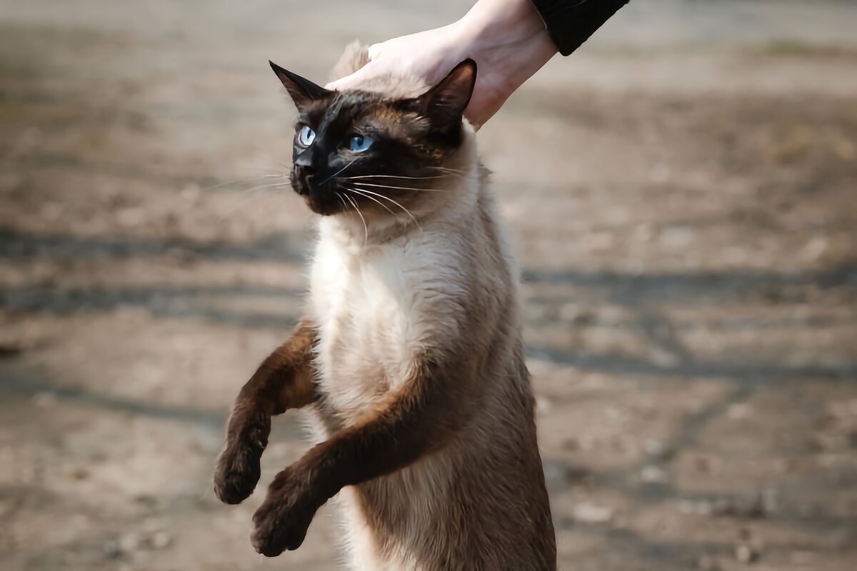 Кота за шкирку можно. Кошка за шкирку. Кошку подняли за шкирку. Котенок поднятый за шкирку. Не поднимайте кошку за шкирку.