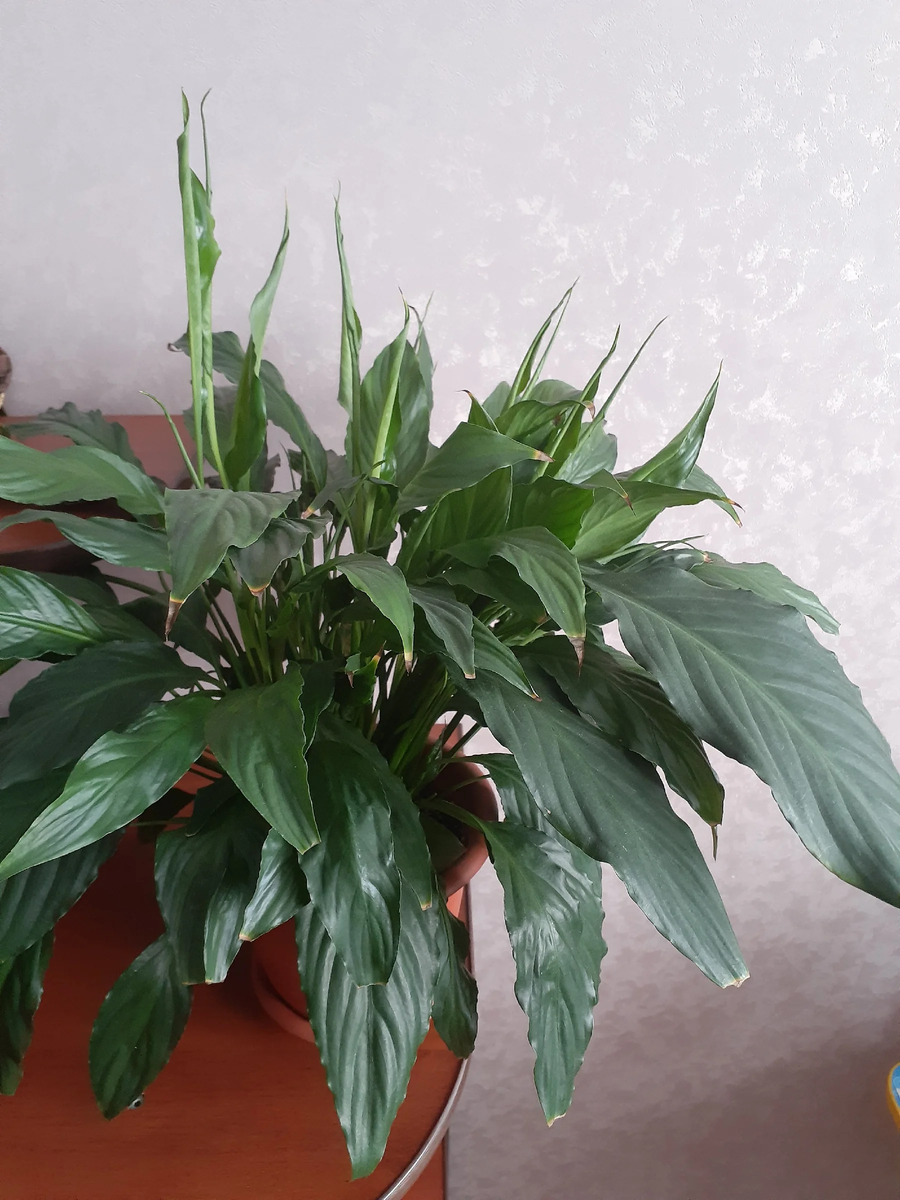 Спатифилум, который никак не хочет цвести