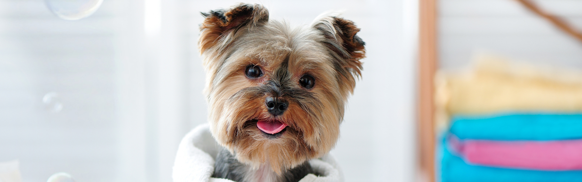 Собака после купания