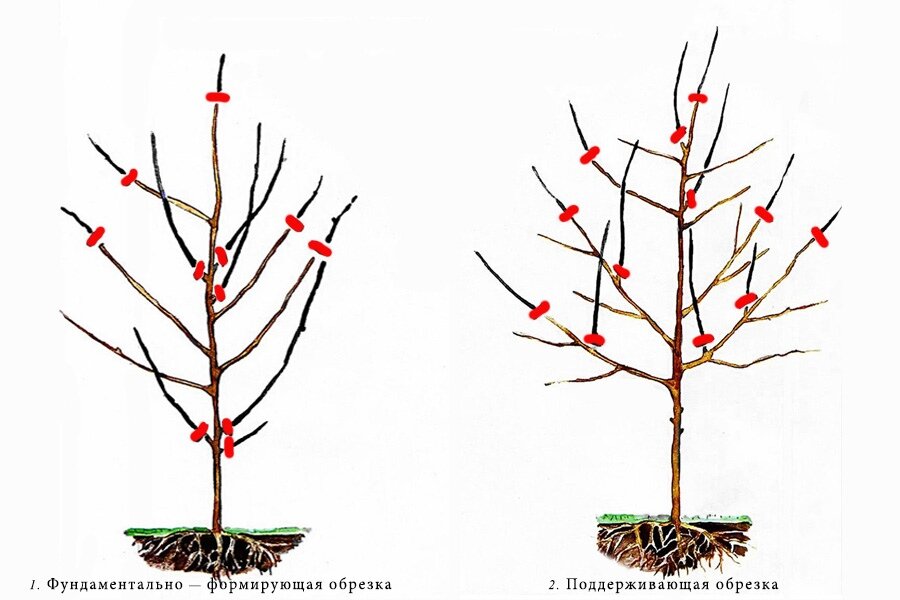 Обрезка фруктовых весной. Формировка черешни чашей. Формировка дерева черешни. Чашевидная крона черешни. Крона яблонь формировка.