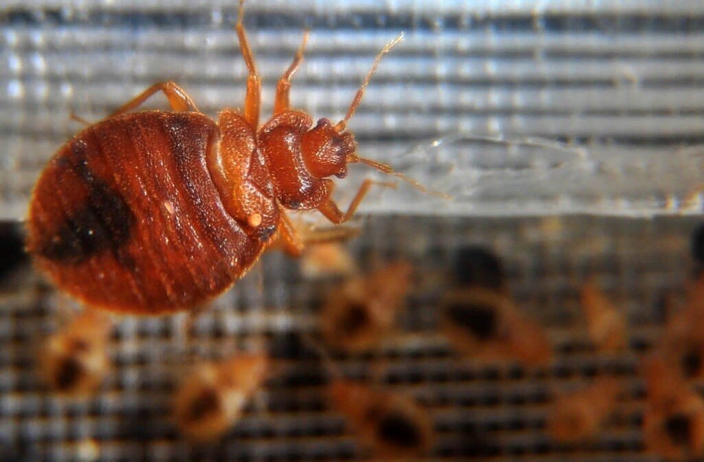 Клоп обыкновенный