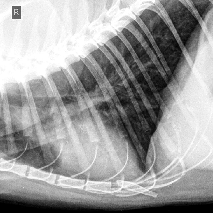  Кошка, 8 лет: мелкие метастазы в легких