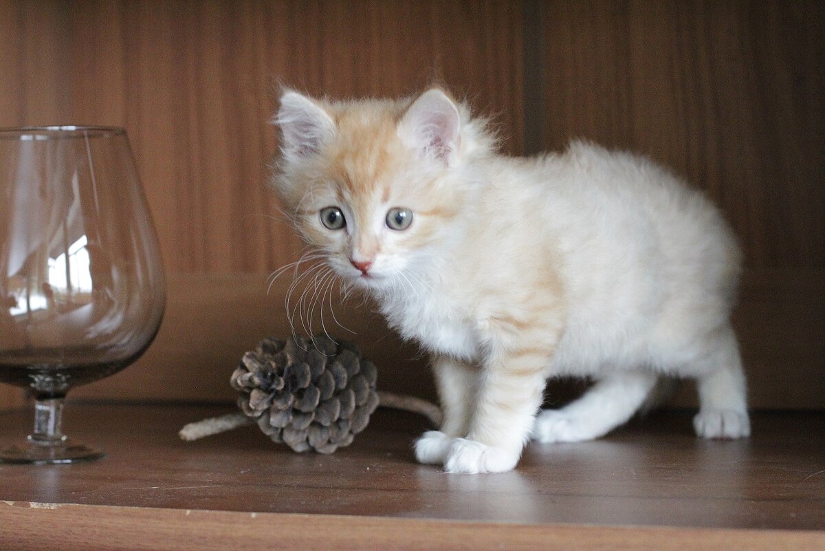 Котят снимать сложно, потому что они ни секунды на месте не сидят