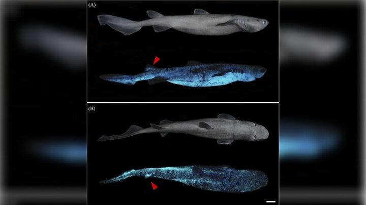 Расположение светоизлучающих клеток на теле чёрной акулы. (А) вид сбоку, (В) вид сверху. Иллюстрация Mallefet et al./Front. Mar. Sci. (2021).