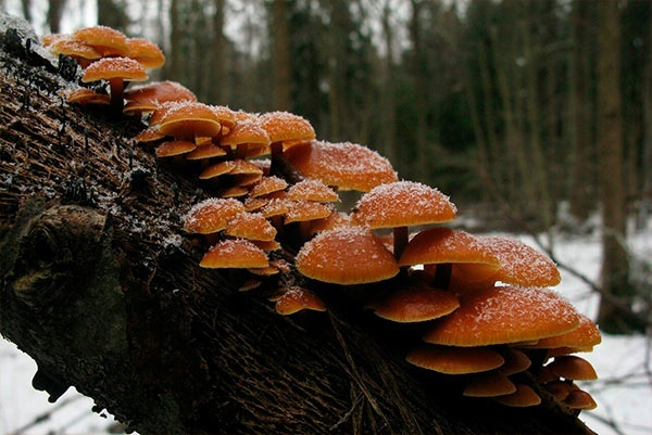 Присыпанные снежком