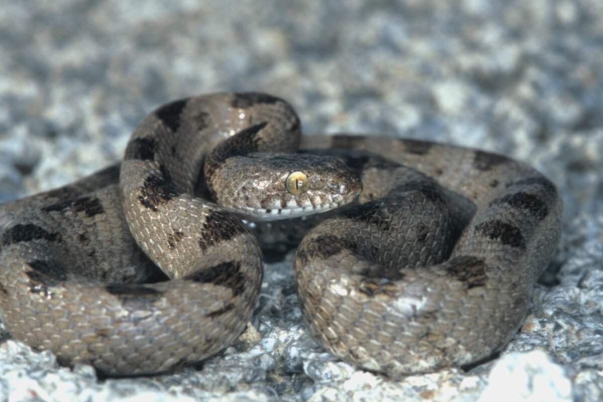 Кошачья змея имеет стройное и гладкое тело, у нее относительно небольшие размеры, в длину она достигает максимум 81 сантиметр.
Длина хвоста составляет четверть или шестую часть всего тела.