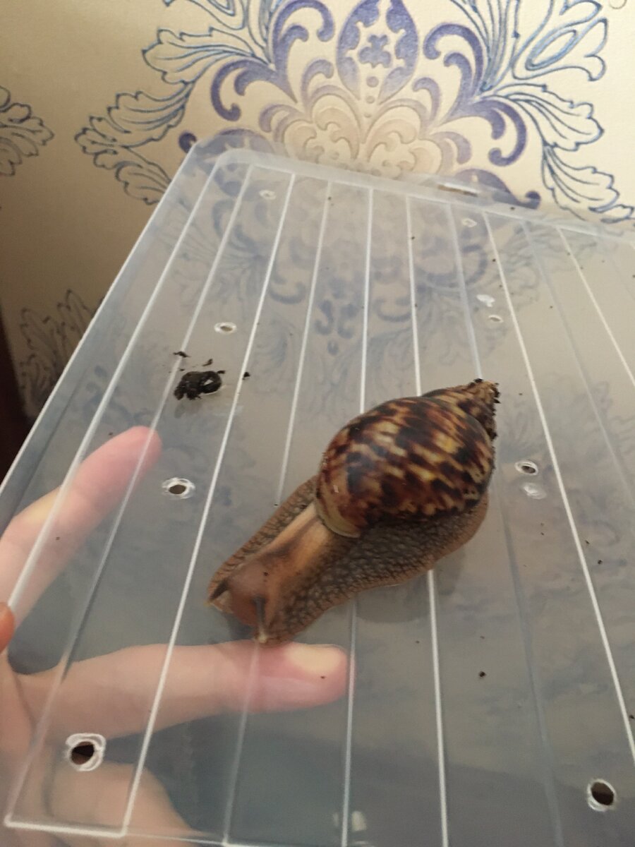 Небольшая улитка 