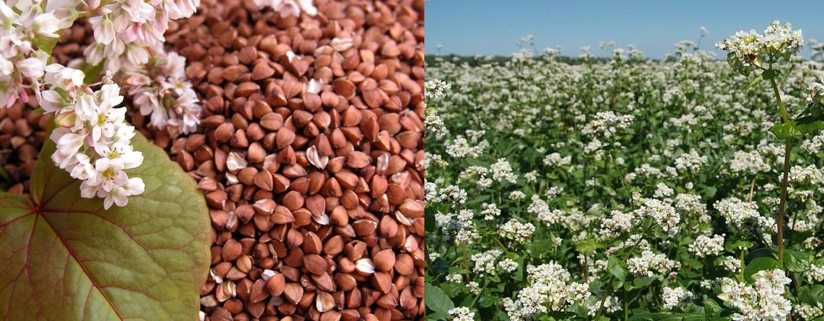 Выращивание гречки