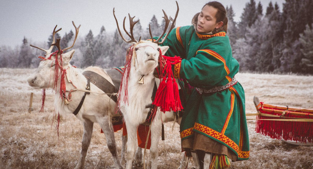 Северные олени