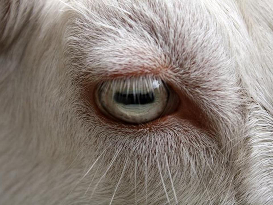 Стоковые фотографии по запросу Goat eye