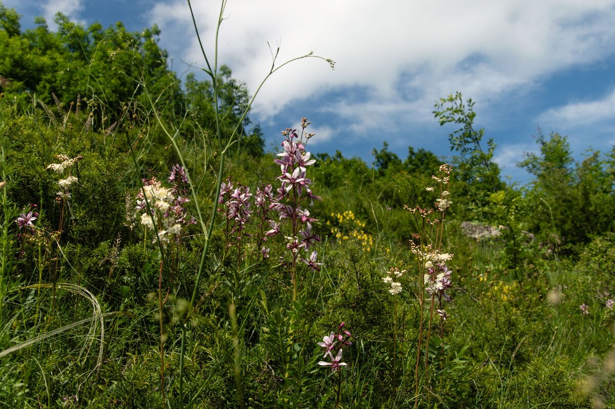 Начало лета.
