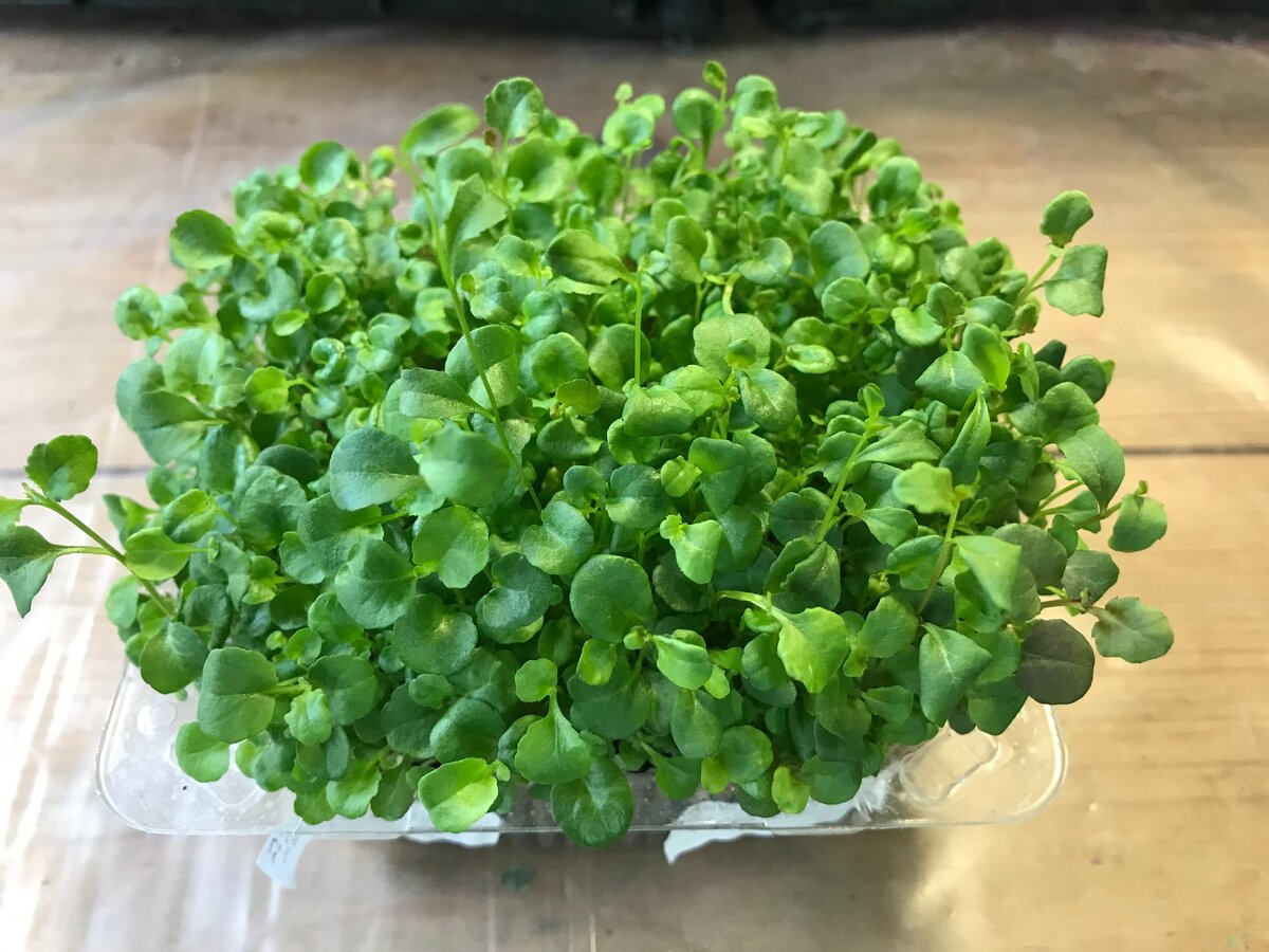 Вот такой "зелёный тортик" из лобелии мне предстоит сейчас рассадить.