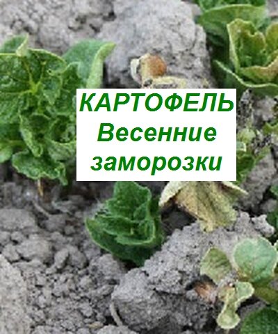 посадки картофеля и весенние заморозки