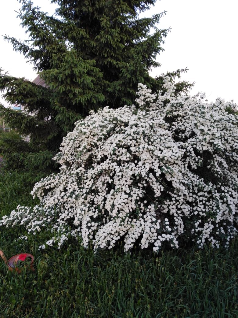 Спирея Вангутта (10-ти летний куст)