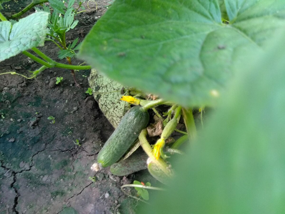 Посмотрим какие они на вкус будут в засолке, чтобы думать брать ли такие на следующий год