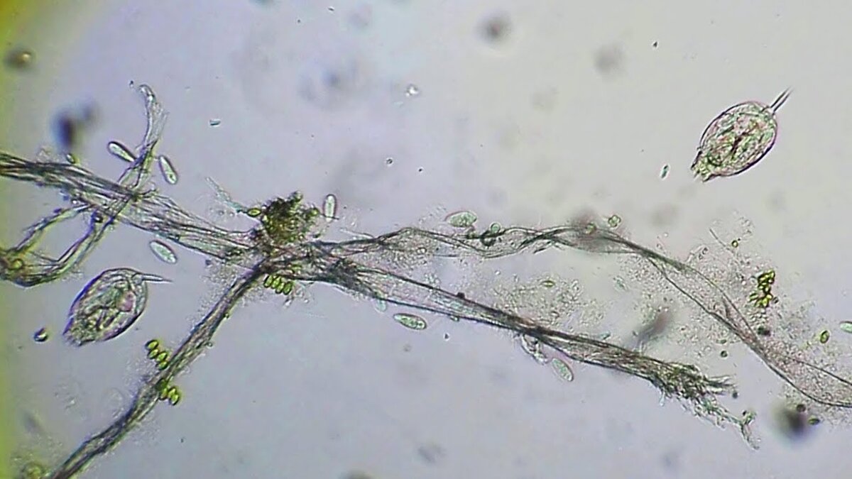 Вот сколько всех в капле воды из лужи