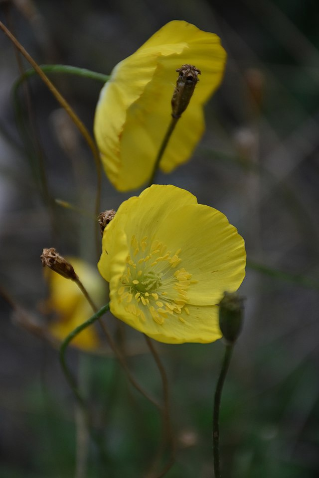 Необычный мак жёлтого цвета 