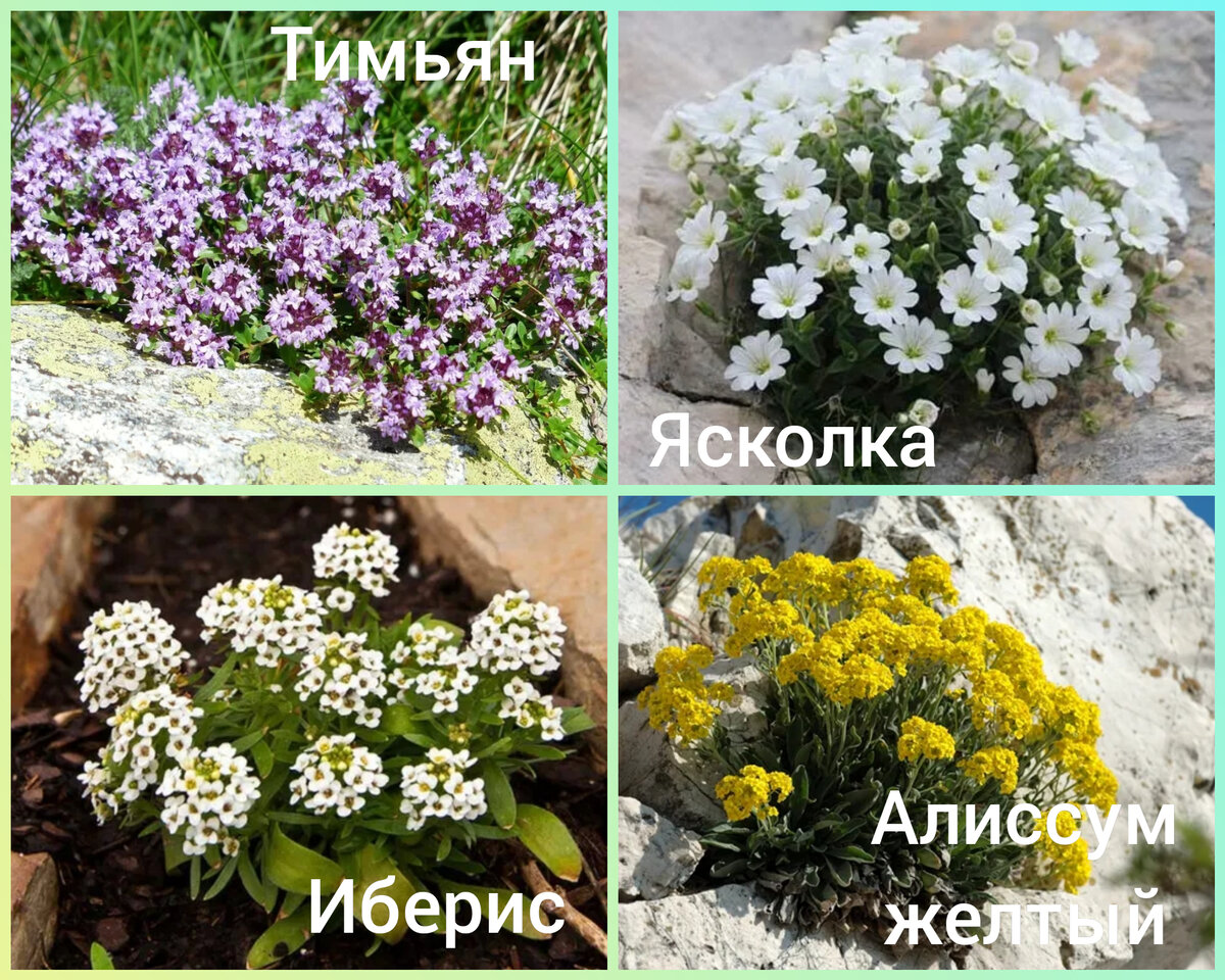Иберис в ландшафтном дизайне