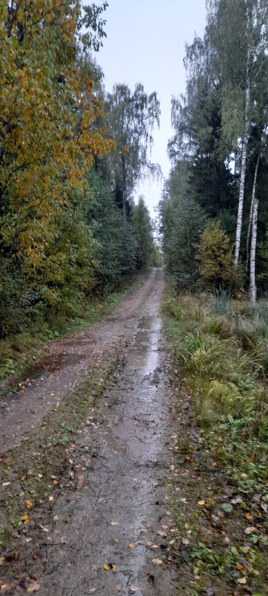 Почему то мне думалось, что в лесу дождь не так заметен...там же деревья... Я очень быстро перестала так думать, принимая душ после каждой отведённой ветки.