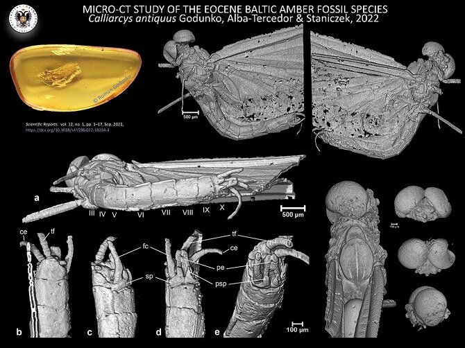 Фото: Phys