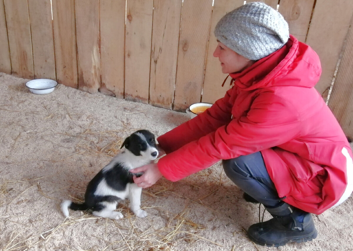 Веста первая подбегает ко всем и ждет внимания и игр