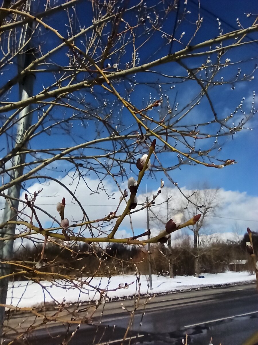 Конец марта. Один из моих любимых моментов года.