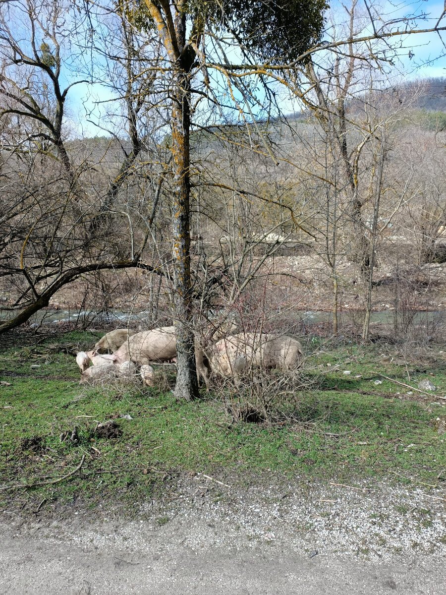 Черемисовские водопады или Куда в Крыму нельзя ходить в дождливую погоду и  когда тает снег...! | Путешествия по Крыму и не только... | Дзен