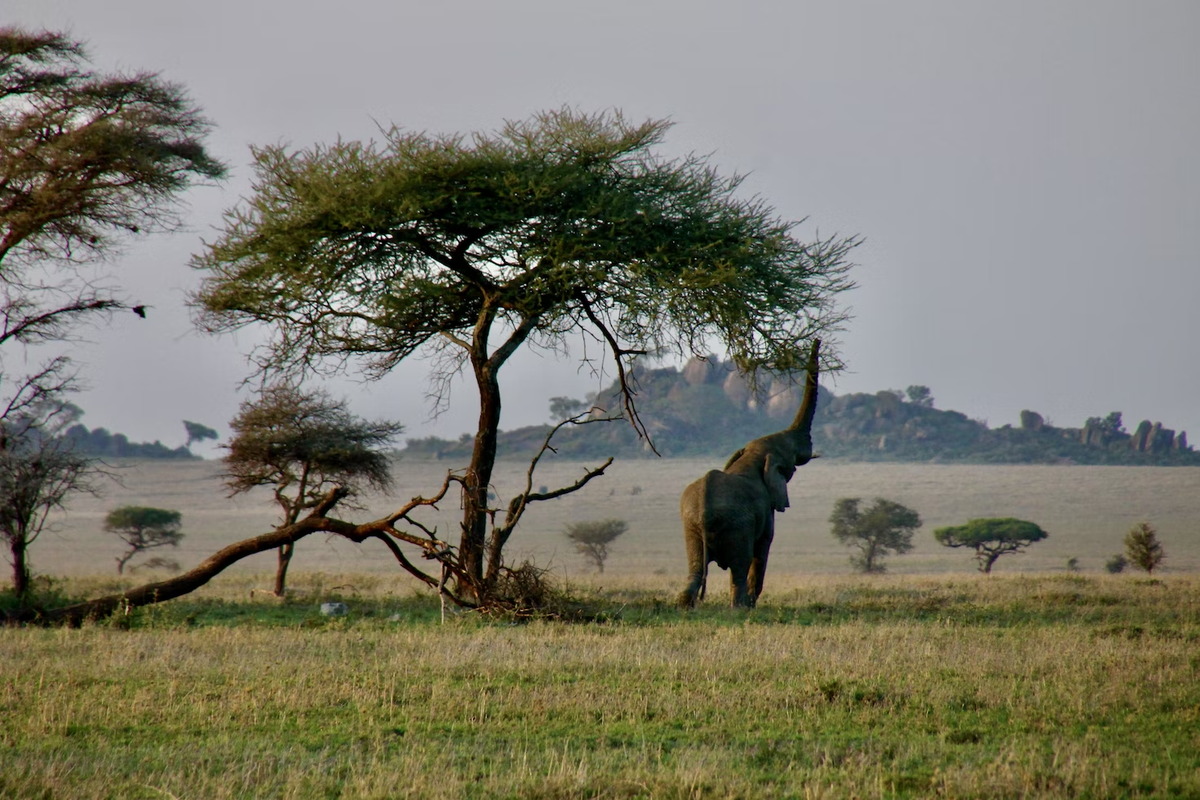 Elewana Tarangire Treetops