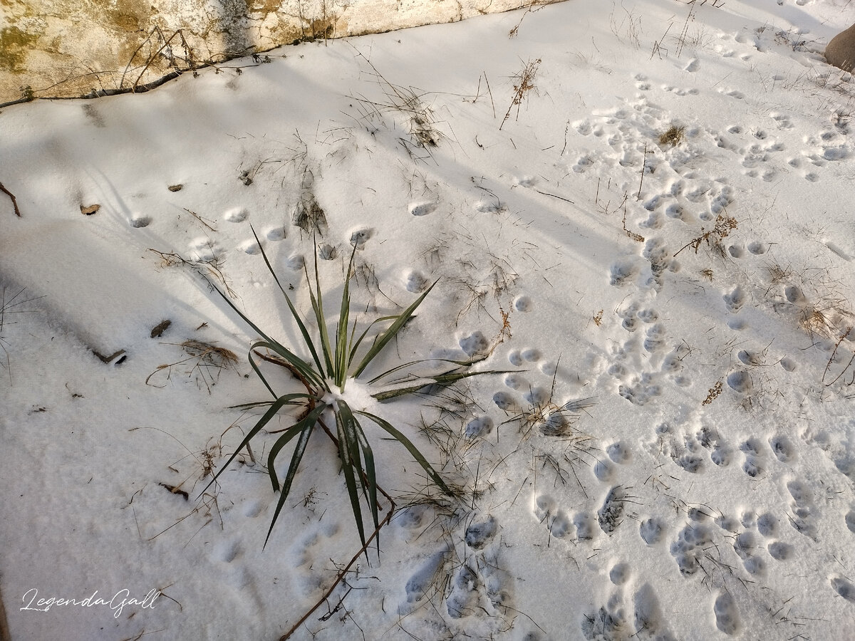 Юкка. Интересно, выживет после морозов?