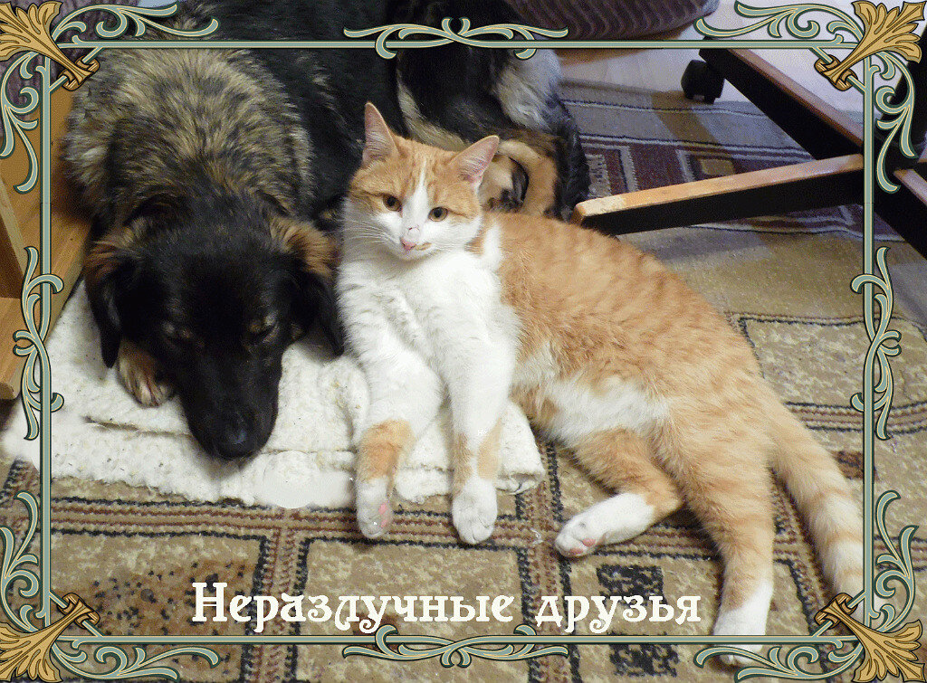 Никому из котов Туська таких вольностей не позволяла.