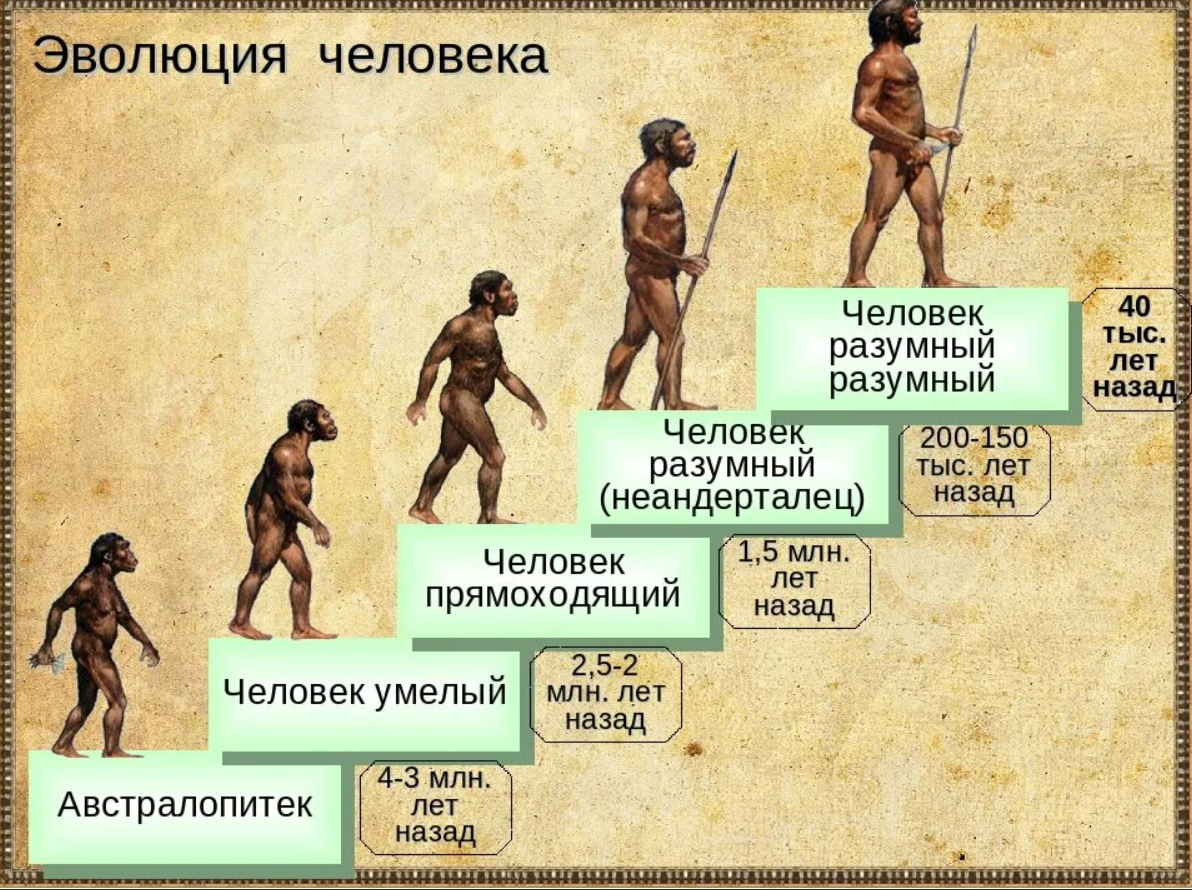 Рассказы первая в роду. Этапы развития человека хомо сапиенс. Ступени развития человека хомо сапиенс. Эволюция ъхомосоапиенс. Эволюция человека до хомосапиенс.