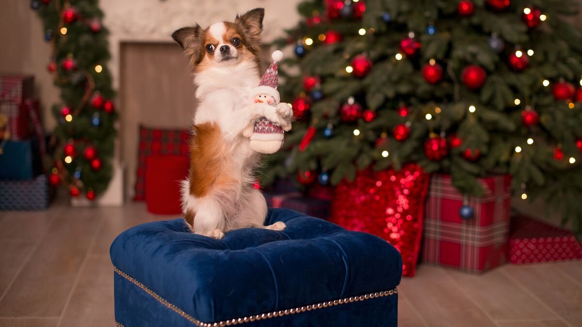 Новый год с собакой 