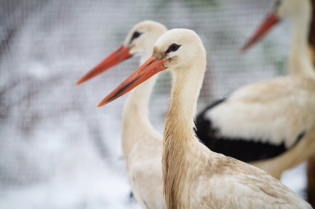 цапель капель. а потом позвонили цапли. капля цапля. капли для цапли. капли для цапли.