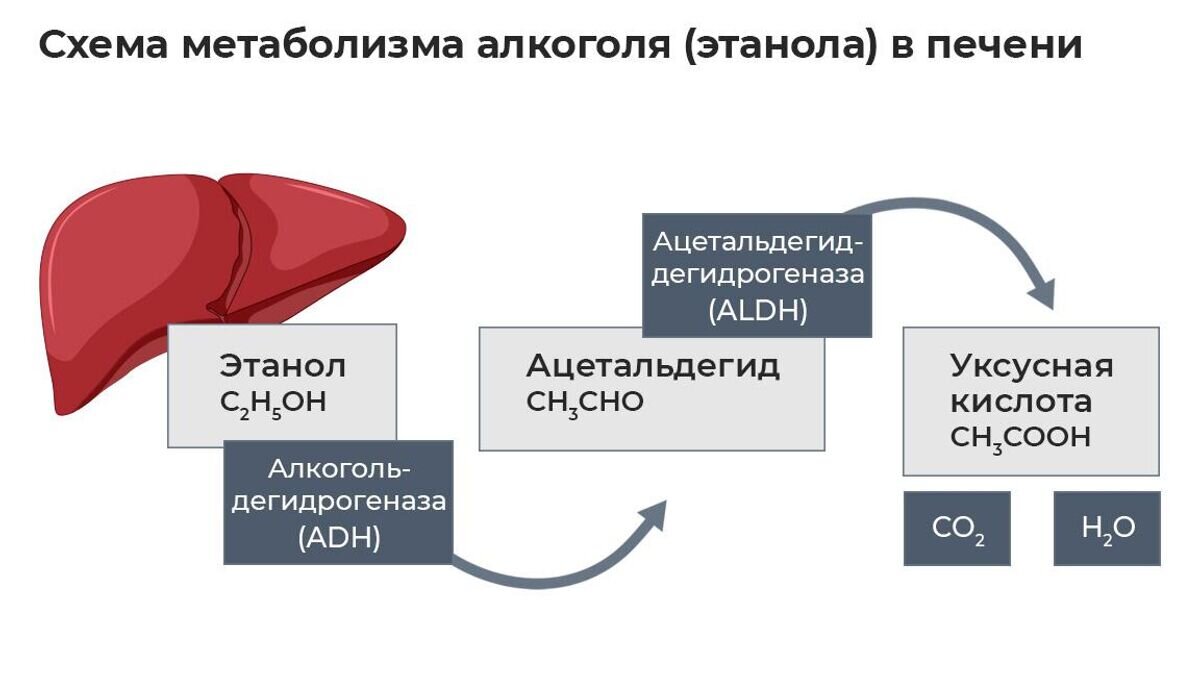   Схема метаболизма алкоголя в печени© Иллюстрация РИА Новости