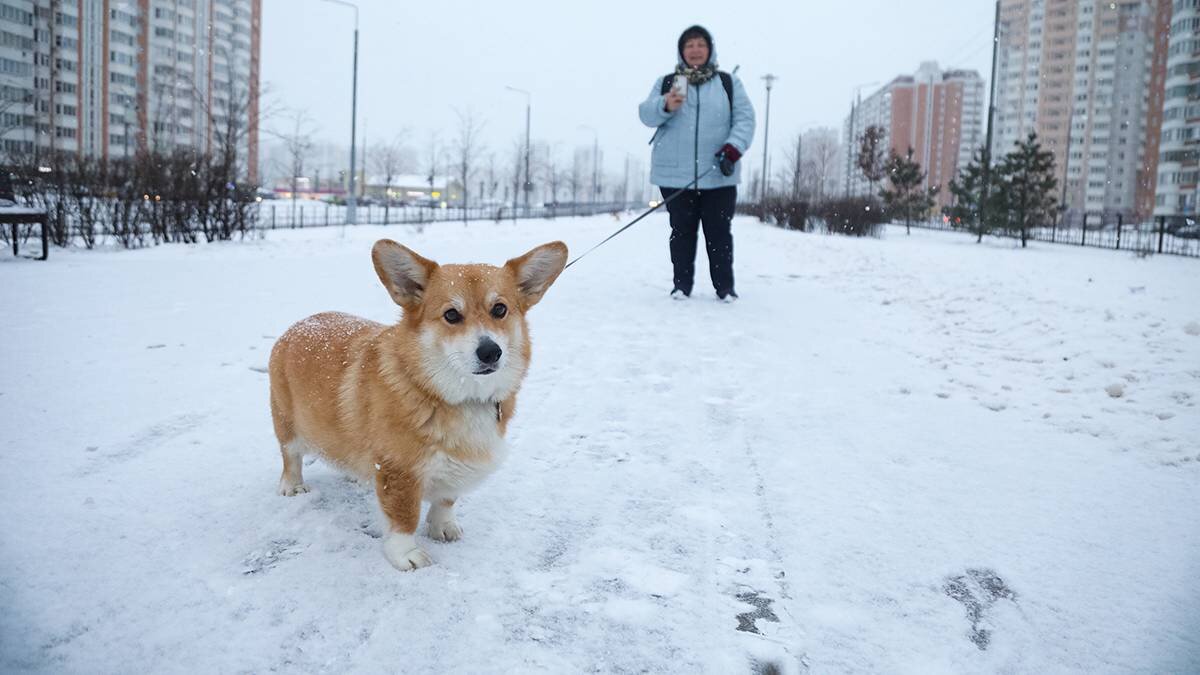    Фото: Артур Новосильцев / АГН Москва
