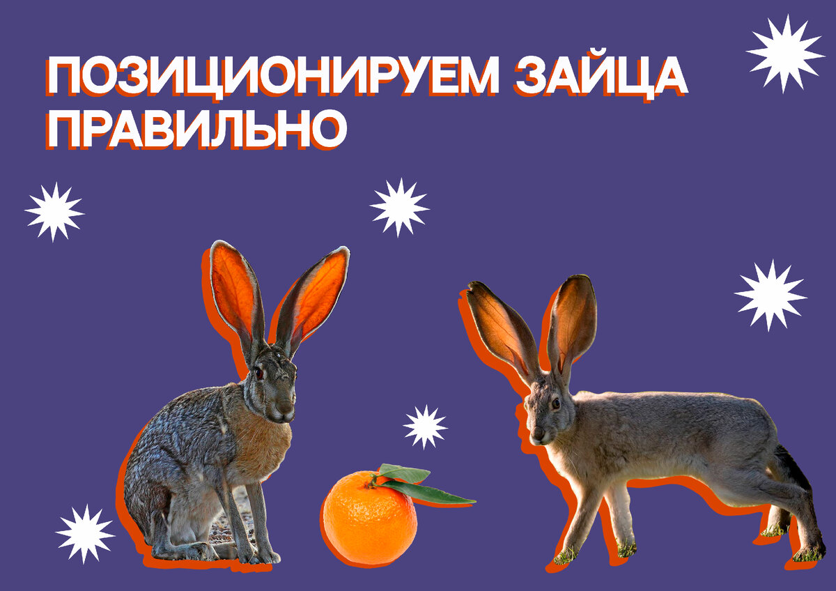 заяц и кролик рядом. заичьи или заячьи как правильно. описание зайца для детей. проект о слове заяц. словарное слово заяц.