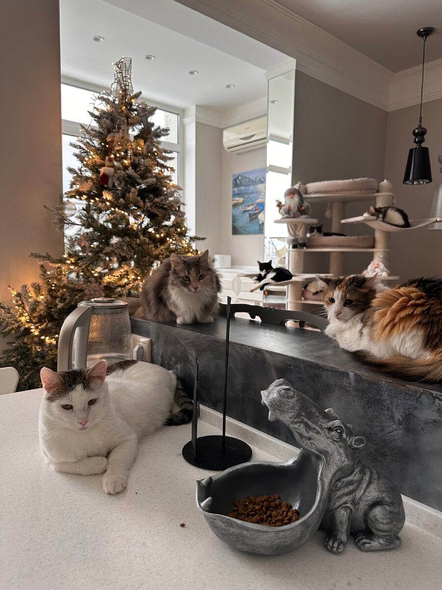 И я бы может быть рада по-другому. Только кошки слишком своенравные животные 🤷‍♀️