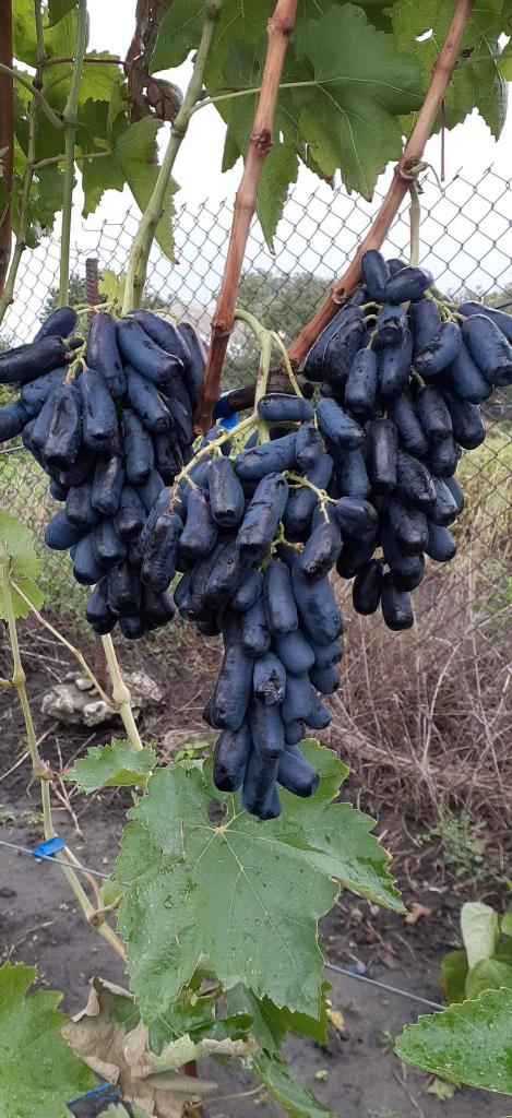 Фото из интернета