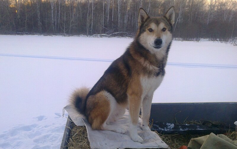 Бар Н.В.Грязева