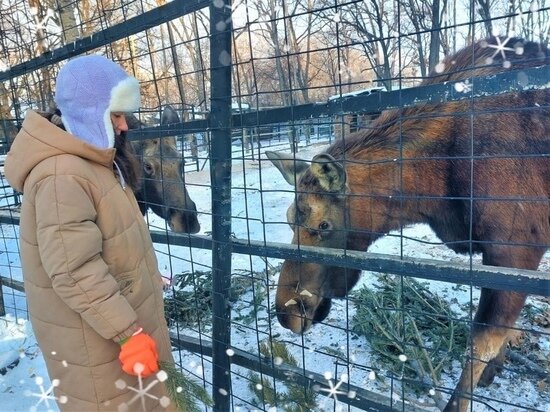     В Хабаровском зоосаде отметили день лосей ФОТО: зоосад «Приамурский»