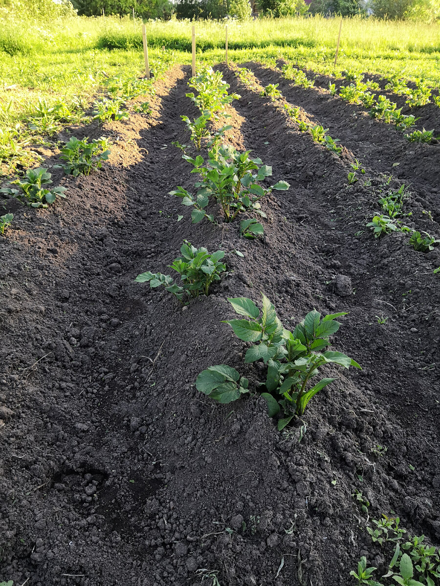 Наше картофелище